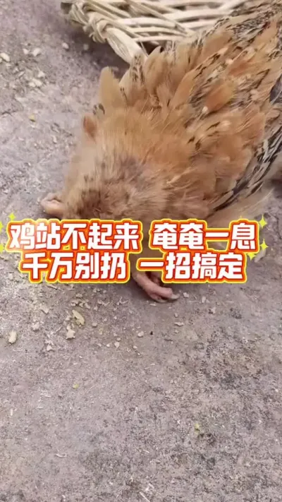 鸡站不起来奄奄一息，一招搞定 #科学养鸡 #养殖小妙招 #鸡病防治 #服务三农支持三农 #养鸡