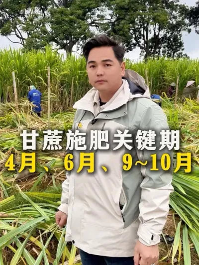 甘蔗施肥关键期
4月，6月，9~9月#甘蔗#甘蔗种植#种植小技巧 #农业种植#肥料
