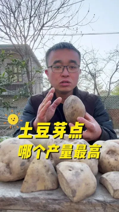 种土豆哪个芽点产量最高？土豆芽点怎么选择#关注我一起学种菜 #我的小菜园 #种植小技巧 #内容启发搜索 #记录我的种植生活