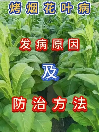 烤烟花叶病产生原因及防治方法 烤烟花叶病产生原因及防治方法#服务三农支持三农 #烤烟种植技术与管理 #烤烟种植 #烤烟花叶病防治 #烤烟