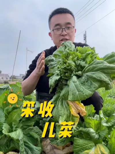 采收儿菜、儿菜大家种了没有？#每天分享蔬菜种植技巧 #关注我一起学种菜 #学种菜 #自己种的纯天然的绿色蔬菜 #种植小技巧