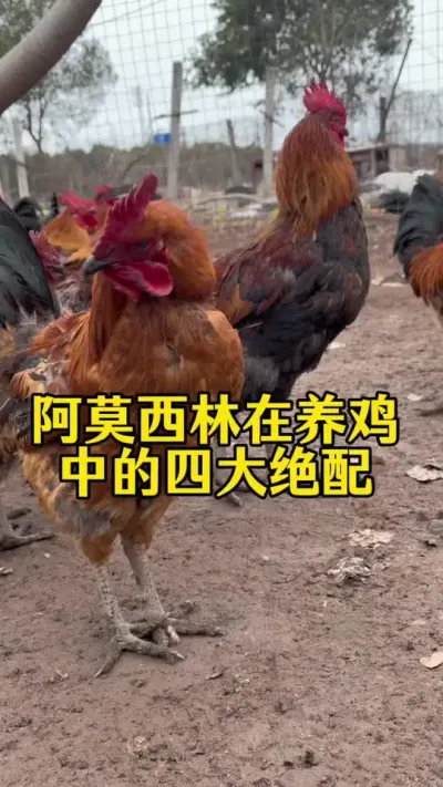 #科学养鸡 #养殖小妙招 #鸡鸭鹅养殖 #服务三农支持三农 #养鸡人