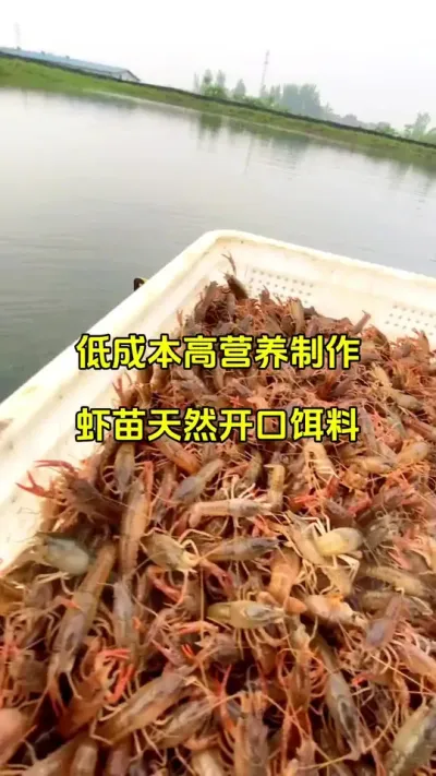 低成本高营养制作虾苗天然开口饵料 #小龙虾养殖#虾苗 #水产养殖 @抖加🔥上热门🔥dou+🔥热点宝