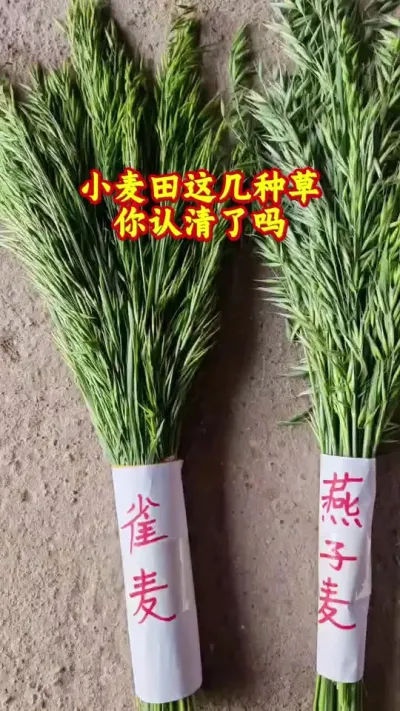 认清这几种草，明年就不用薅草了#抖音助农#小麦#种植#新农人