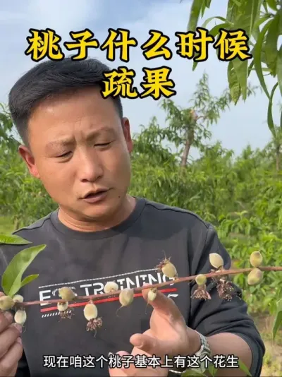#农业种植 #抖音助农 #果树管理 #三农 #桃子疏果 @抖音小助手 @抖音热点 @抖音创作者中心