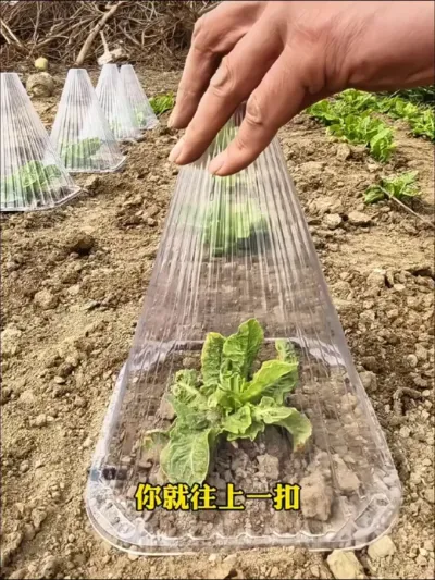 #种植小技巧 #育苗 #幼苗保护罩 #菜苗保温罩 #蔬菜种植