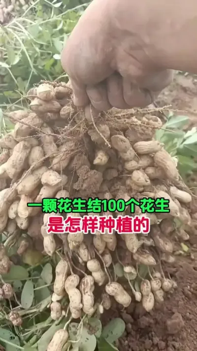 花生高产配方 #花生种植 #花生高产配方 #三农