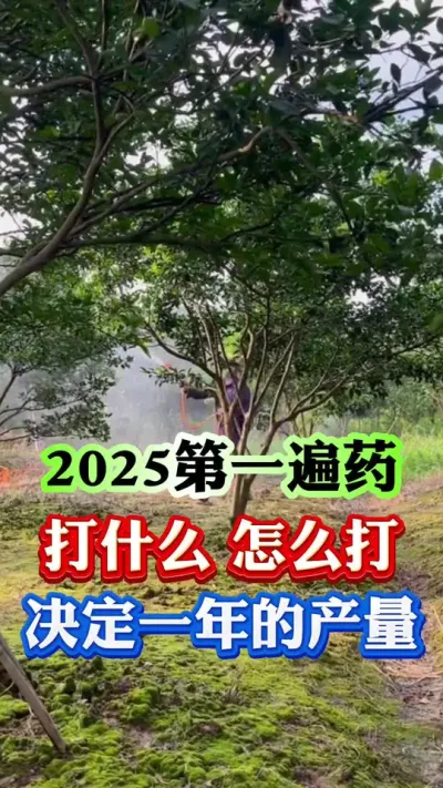 2025年第一遍药，打好直接高产#果树种植 #果树管理 #果园管理 #柑橘种植 #病虫害防治