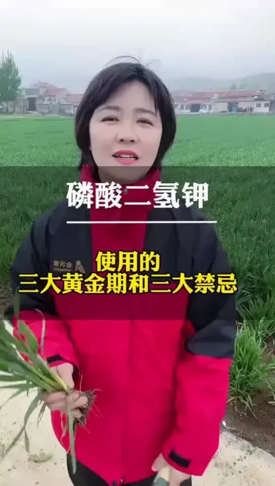 磷酸二氢钾使用的三大黄金期和三大禁忌 #田间地头走一走 #农业种植 #我的乡村生活