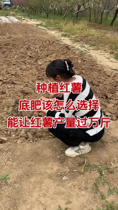 红薯底肥怎么选才能亩产过万斤#红薯种植#红薯底肥#红薯管理#红薯高产#红薯大丰收