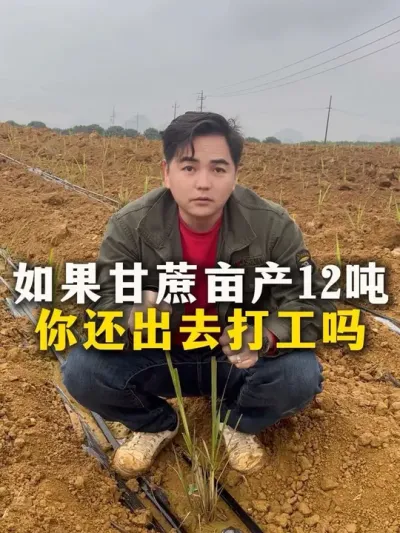 如果甘蔗亩产12吨，你还会出去打工吗#种植小技巧 #甘蔗种植 #农业种植 #三农 #甘蔗