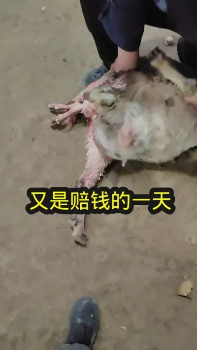 #养羊 #农村养羊 #养殖人的心酸