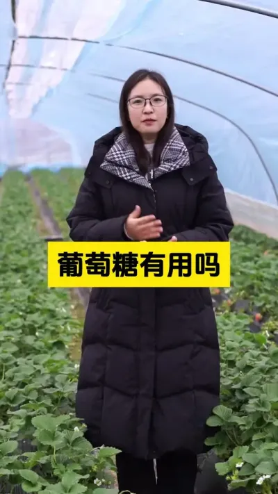 大棚草莓能用葡萄糖增甜吗？#启明大师姐 #草莓种植管理技术和方法 #农业技术推广 #种植大棚 #草莓种植