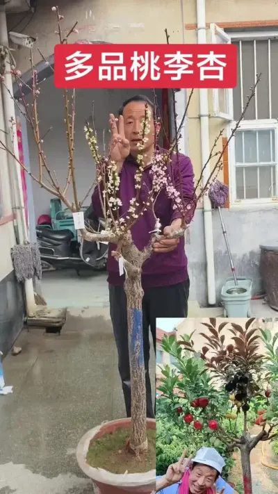 一树嫁接多品桃李杏，即好看又好吃#果树苗种植 #一树多品种果树苗 #一树多果 @抖音上热门 @DOU+小助手