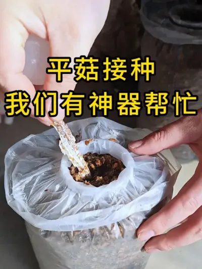 平菇接种打孔，打完孔氧气充足菌丝启动快，你也试试吧#平菇种植 #打孔器 #菌种打孔器