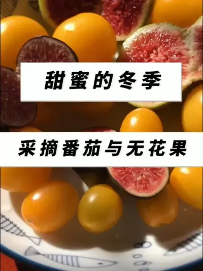 虽然天气冷嗖嗖，但是抵挡不住我吃番茄和无花果的热情！ #农业种植 #记录我的种植生活 #三农  #番茄盆栽 #无花果盆栽