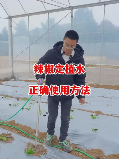 辣椒移栽当天的定植水应该如何正确使用#辣椒种植 #辣椒 #小米辣 #线椒 #来抖音学农技