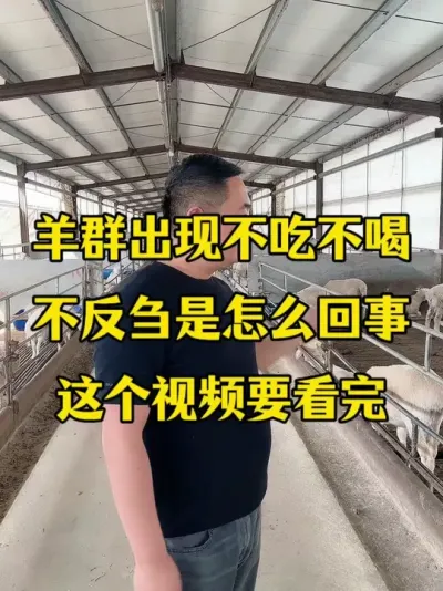 羊群出现不吃不喝不反刍到底是怎么回事#牛羊不吃不喝不反刍 #牛羊养殖技术分享 #农村养殖