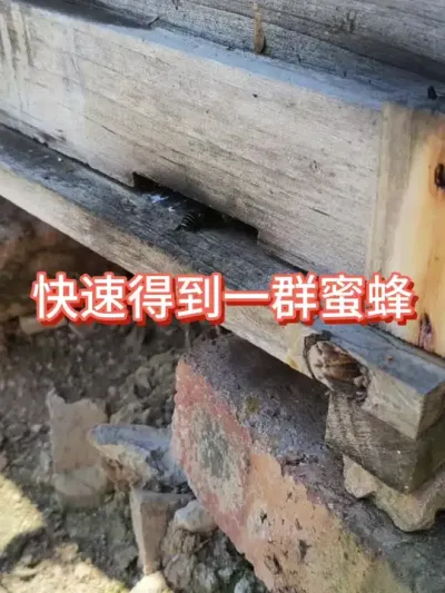 怎么快速收获一群蜜蜂#蜜蜂养殖 #三农 #蜂蜜