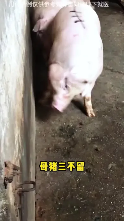 母猪三不留，你记住了吗#母猪