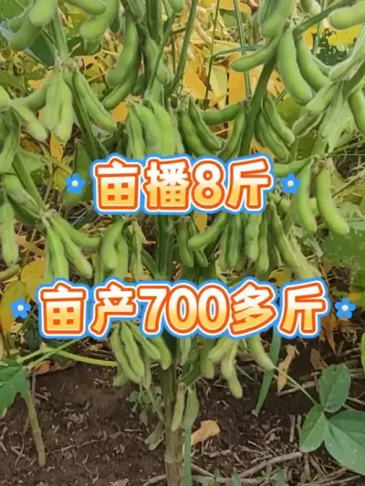 亩播8斤，亩产700多斤 #抖音助农 #服务三农支持三农 #三农 #大豆高产 #高产大豆