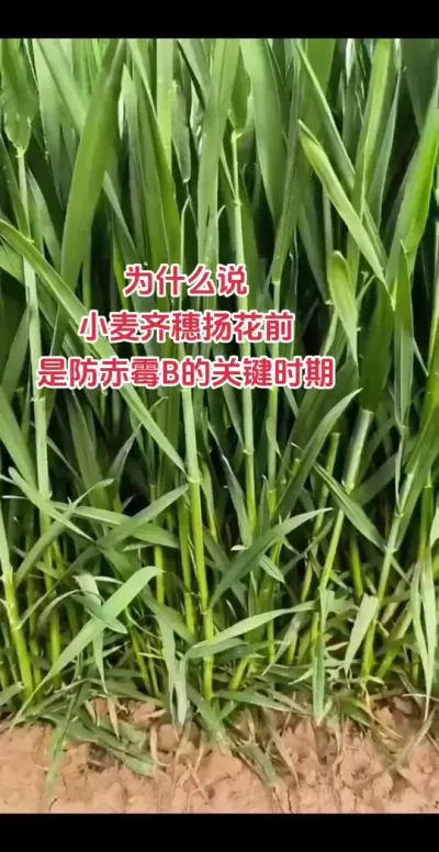 #抖音助农 #新农人 #小麦#朝晖农资#种植