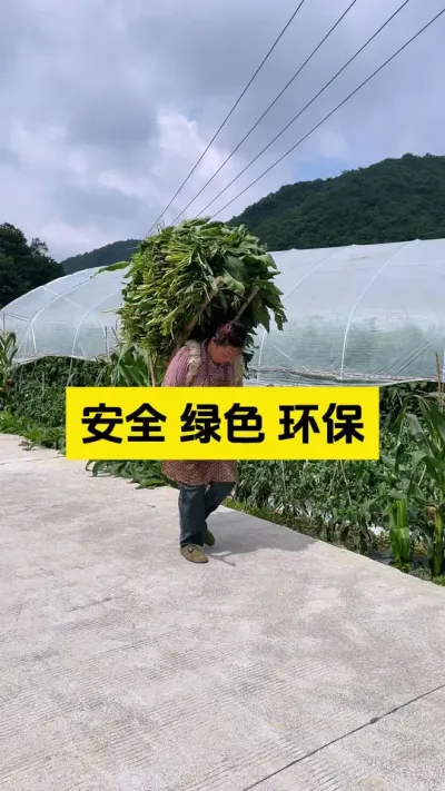 咱们对中国农业要有自信和自豪！#启明大师姐 #农业技术推广 #草莓种植管理技术和方法 #农业种植 #病虫害防治