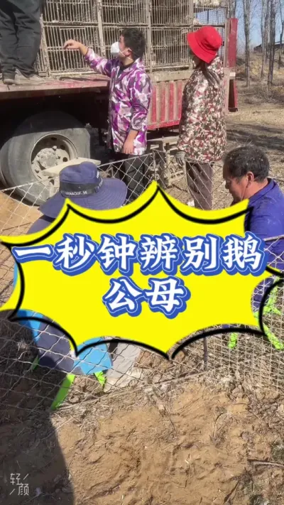 鉴别鹅公母其实很简单！上次拍了一个视频，大家看不清，这次拍个高清的！听鹅叫，看姿态其实都不很准，具体这个鹅是公是母还得这样看！#养鹅人 #养鹅技术找晓雨