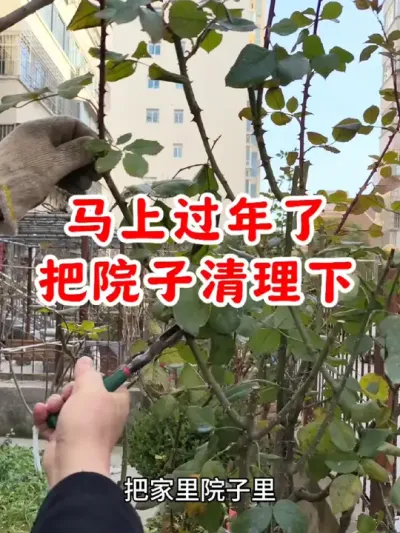 马上就要过年了，赶紧把院子清理一下吧#园艺生活 #田园生活 #庭院清理 #修剪 #石硫合剂