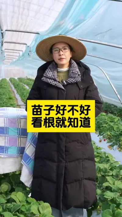 苗子好不好，看这几点就好了！#启明大师姐 #草莓种植管理技术和方法 #农业技术推广 #农业种植 #草莓种植