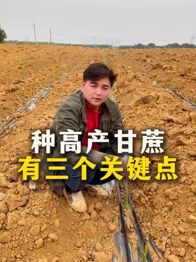 种高产甘蔗有三个关键点#甘蔗种植 #种植小技巧 #农业种植 #甘蔗#三农