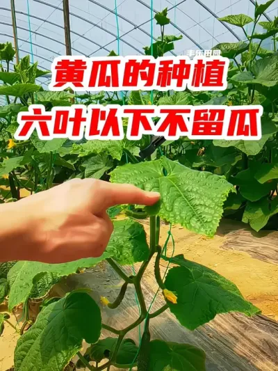 黄瓜种植，六叶以下不留瓜 #黄瓜种植 #三农 #农技推广 #种植小技巧 #新农人计划2025