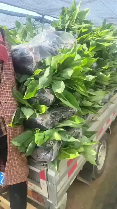 桂蕉9号出货中。#春已至花已开 #香蕉 #香蕉种植 #农业 #三农