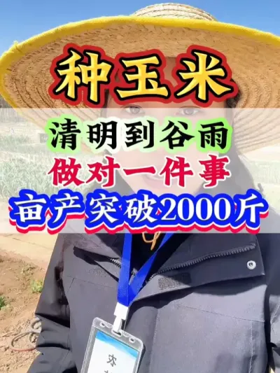 清明到谷雨作对一件事，亩产突破2000斤#玉米 #玉米高产 #玉米管理 #玉米种植 #种玉米