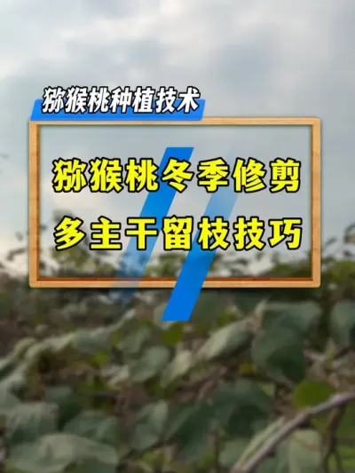 猕猴桃冬季修剪，多主干上架树形留枝技巧，你知道多少？#种植小技巧 #果树修剪 #农业技术推广 #三农