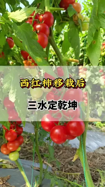 西红柿移栽后，三水定乾坤#番茄种植方法及管理技术 #西红柿种植技术与管理法 #番茄不能和什么一起种植 #番茄浇水 #番茄种植技术
