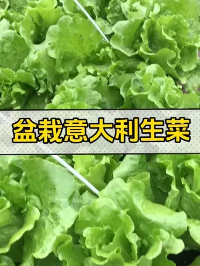 过年期间生菜管够，我们这里是一定吃生菜的，其他地方必吃什么青菜呢？#记录我的种植生活 #楼顶菜园 #自己种的纯天然的绿色蔬菜 #生菜 #种菜