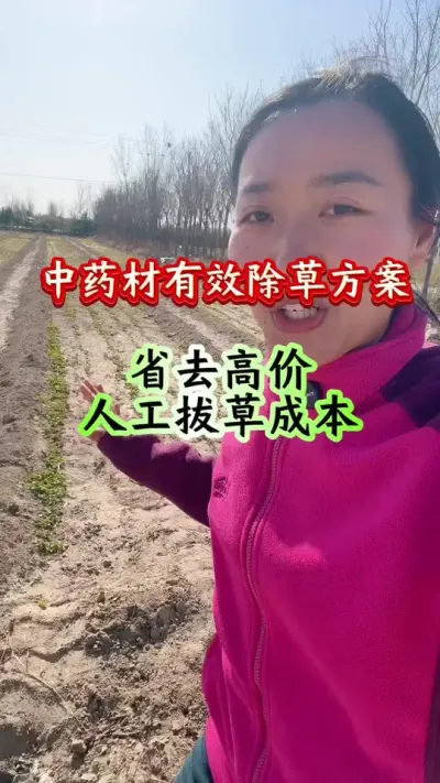 药材种植 中药材有效除草方案#药材种植 #药材管理#药材除草