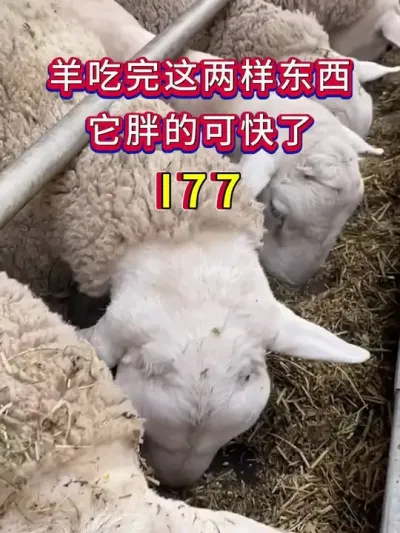 羊吃完这两样东西长得太快了 #养羊  #养羊人  #养羊技术   #养殖