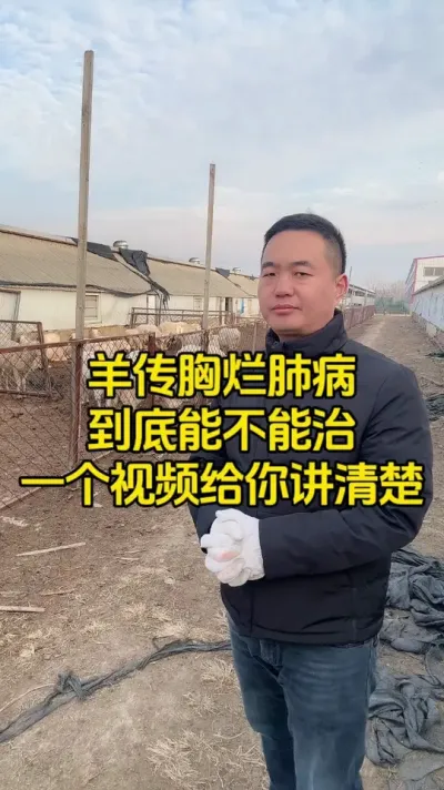 传胸烂肺病到底能不能治 一个视频给你讲清楚 #牛羊养殖 #养殖技术 #三农养殖