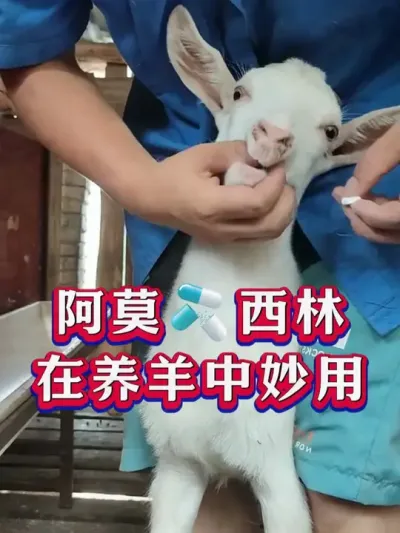 #养羊 #养羊人 #新手养羊 #牛羊养殖