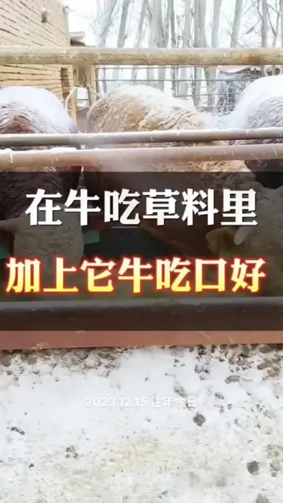 增加牛的吃口，促进消化吸收#养殖户 #肉牛养殖 #全国养牛人 #西门塔尔母牛