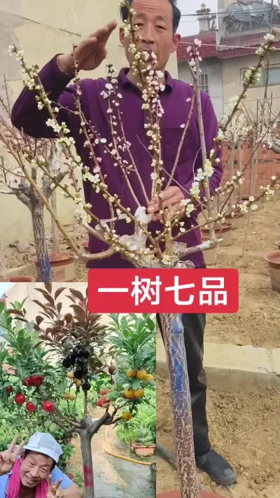 一树嫁接七个不同的品种，即好吃又好看##三农 #抖音助农 #一树多果 @抖音上热门 @DOU+小助手