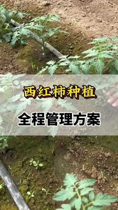 西红柿种植，全程管理方案#分享农业知识帮农民增产增收 #番茄种植方法及管理技术 #服务三农支持三农 #番茄高产 #西红柿的种植技术