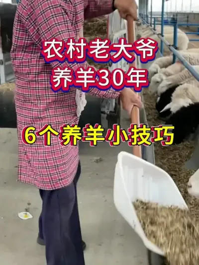 农村老大爷养羊30年的6个养羊小技巧 #养羊人 #养羊技术 #养羊经验 #养殖技术