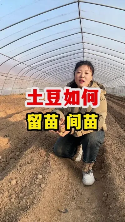 土豆苗期怎么间苗留苗#土豆高产种植 #土豆 @抖音小助手