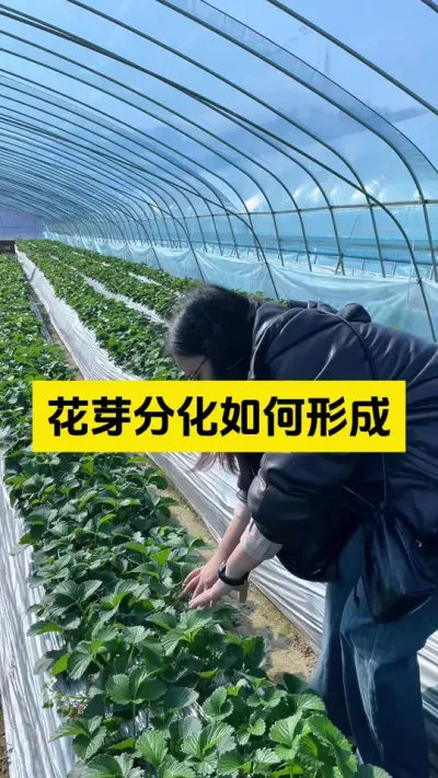 草莓花芽分化其实是有规律可循的！#启明大师姐 #草莓种植管理技术和方法 #农业种植 #病虫害防治 #草莓种植