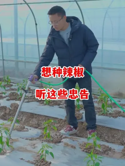 准备种辣椒了这些话来听一听#辣椒种植 #辣椒 #小米辣 #线椒 #来抖音学农技