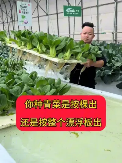 #无土栽培 #水培#三农 #智慧农业 #漂浮板水培
水培种植上海青是这样出嫁的，不按棵，不按重量，整板出嫁。