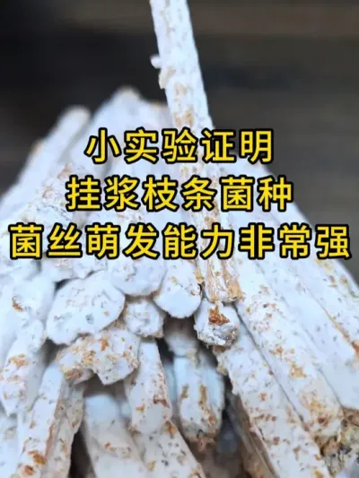 平菇种植，挂浆枝条菌种，菌丝健壮萌发力强，有规模平菇基地不二之选。#平菇种植 #平菇菌种 #食用菌栽培种 #栽培种